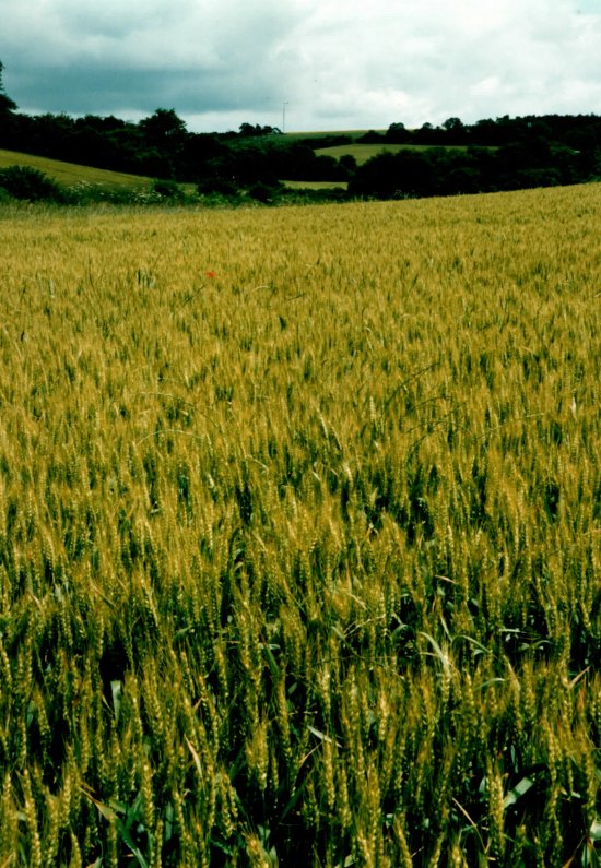 Carter turbine at the Faccombe Estate, Hampshire